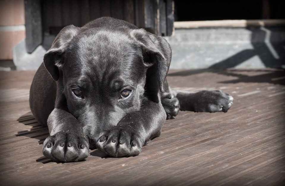 Boston Terrier: Charakter, Wesen, Infos zur Rasse **