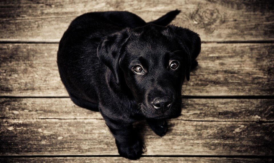 Hundebetten Ratgeber: So findest du das richtige Hundebett für deinen Liebling